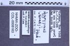 Etiketten zu Agrypnus lameyi (Fleutiaux, 1927) (NHMW-ZOO-COL-0008163)